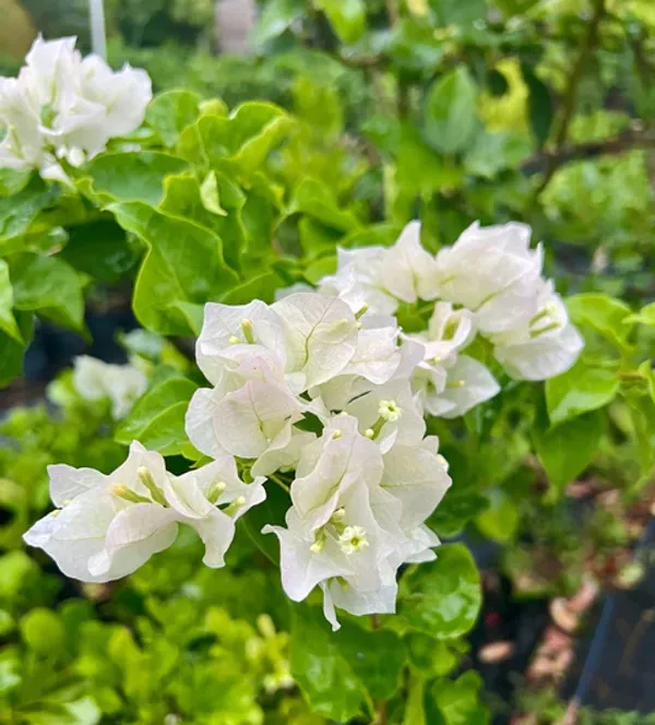 White_Bougainvillea_Flowering_Plant