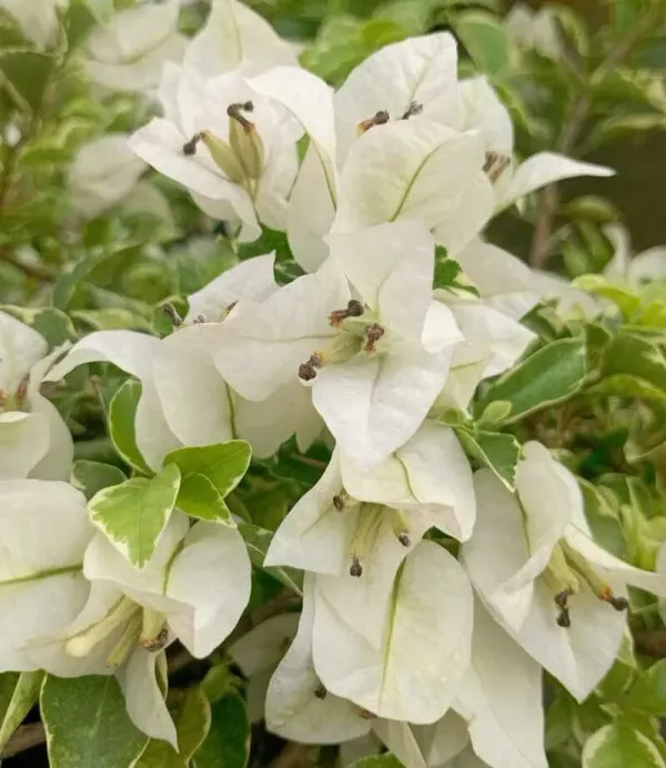 White_Bougainvillea_Flowering_Plant