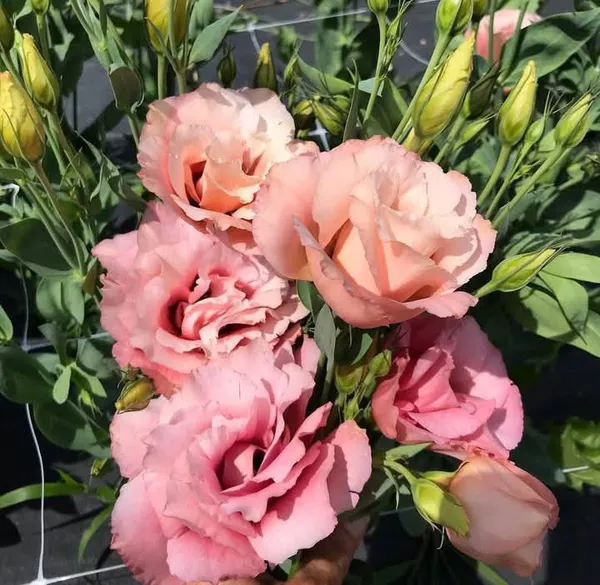 Pink_Lisianthus_Flower_Plant
