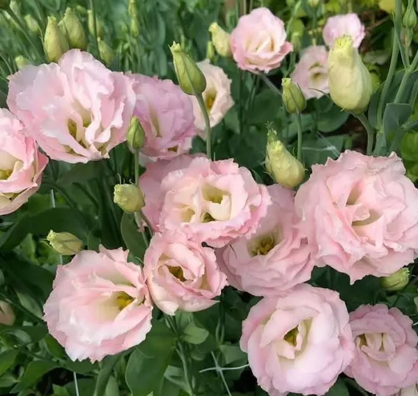 Pink_Lisianthus_Flower_Plant