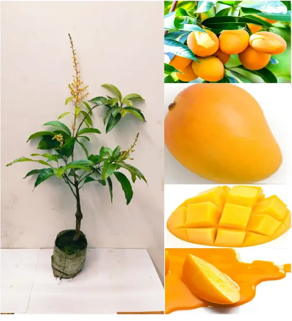 Grafted_Thai_All_Time_Baramasi_Mango_Plant_|_Live_Fruit_Tree
