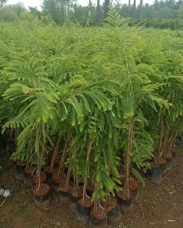 Amla_Grafted_Plant_Hybrid