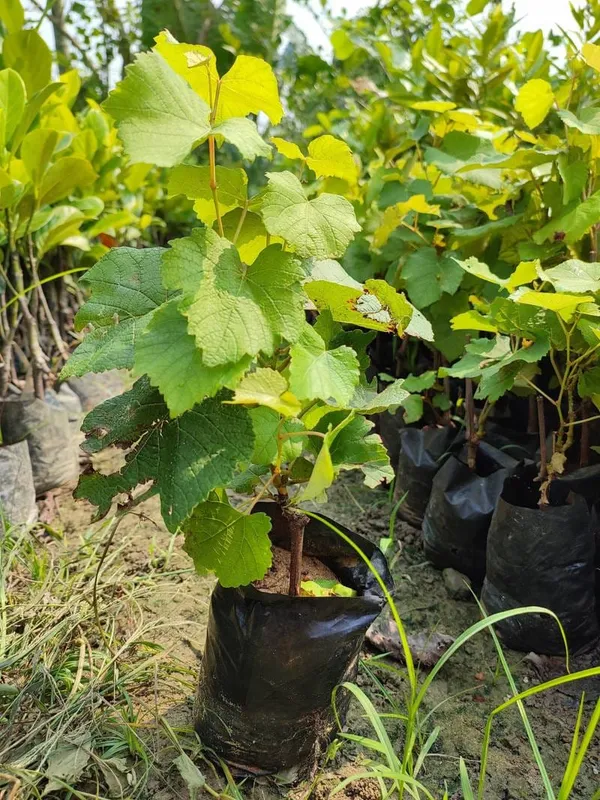 Grapes_Red_Seedless_Hybrid_Thai_Variety