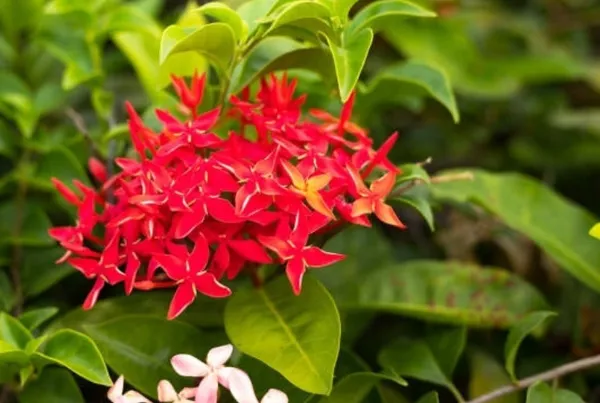 Ixora_Mini_Red_Flowering_Plant_(Hybrid)