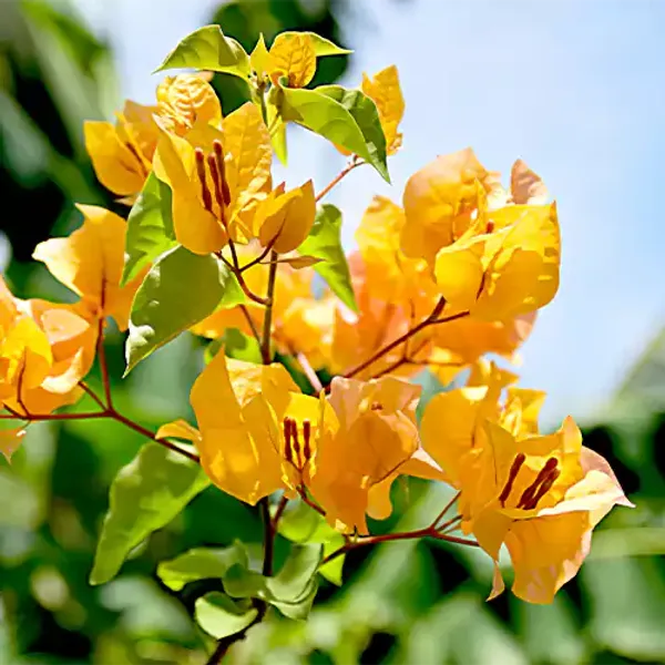 Yellow_Bougainvillea_Flowering_Plant