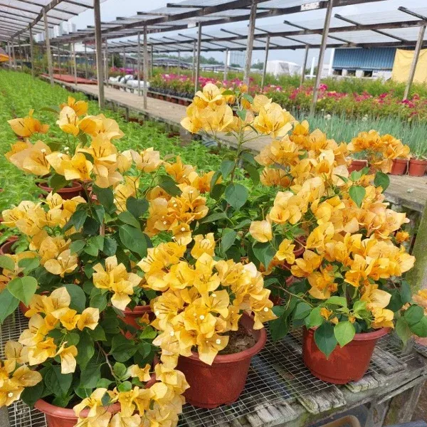 Yellow_Bougainvillea_Flowering_Plant