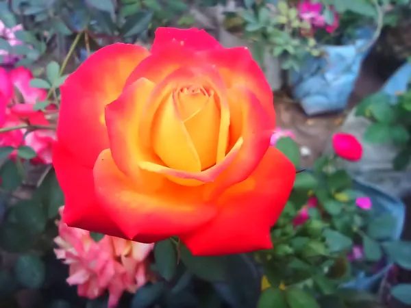 YELLOW__AND_RED_COLOUR_HYBRID_ROSE_PLANT
