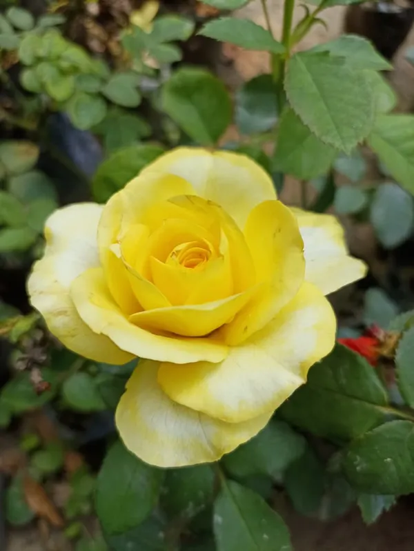 YELLOW__COLOUR_HYBRID_ROSE_PLANT