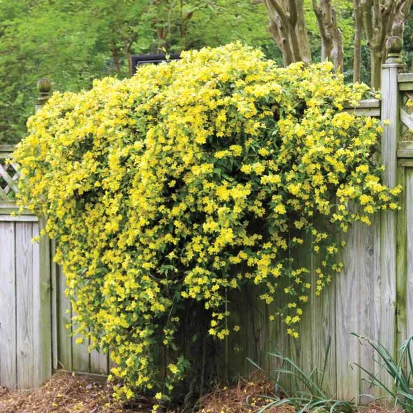 Yellow_Jessamine_Flower_Plant_Hybrid_Verity