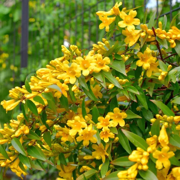 Yellow_Jessamine_Flower_Plant_Hybrid_Verity