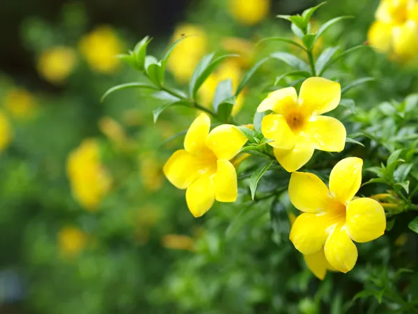 Yellow_Jessamine_Flower_Plant_Hybrid_Verity