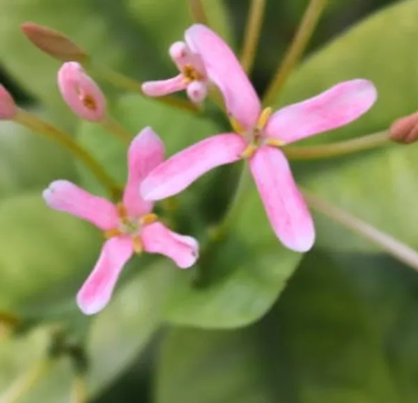 Ixora_Mini_Pink_Flowering_Plant_(Hybrid)