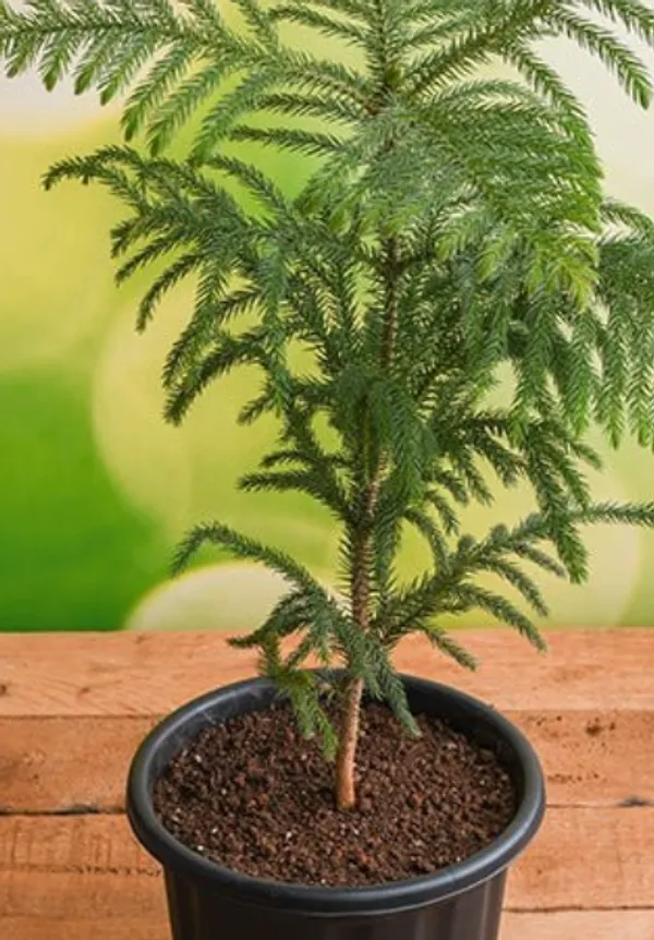 Christmas_Tree_Plant_(Hybrid)