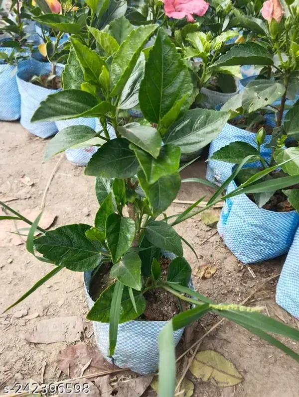 Australian_Hibiscus_Plant_|_For_Home_Garden