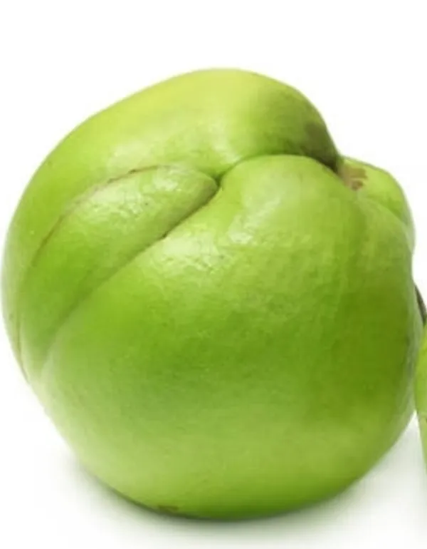Elephant_Apple_Plant_(Hybrid)