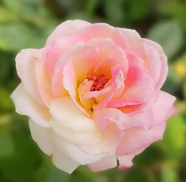 Rose_Plant_(Hybrid)