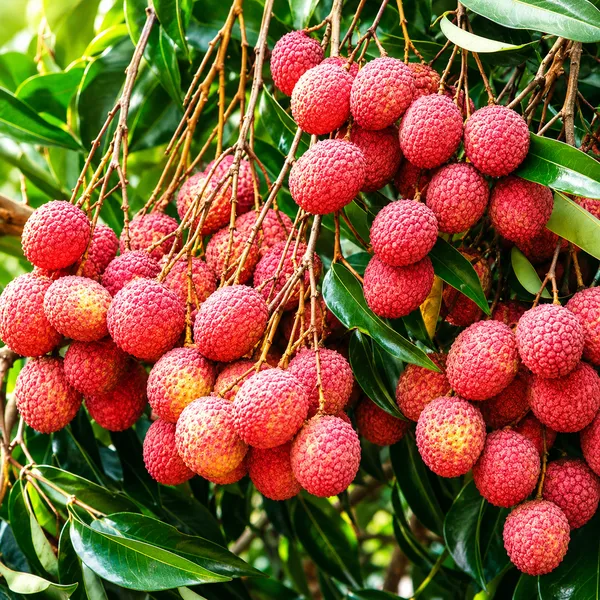 Bombai_Litchi_(Grafted)_Plant