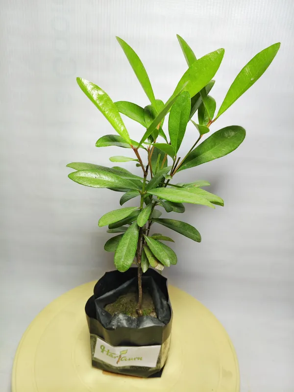 All_Spice_Plant_(Hybrid)