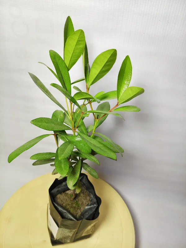 All_Spice_Plant_(Hybrid)