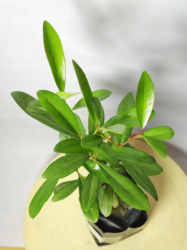 All_Spice_Plant_(Hybrid)