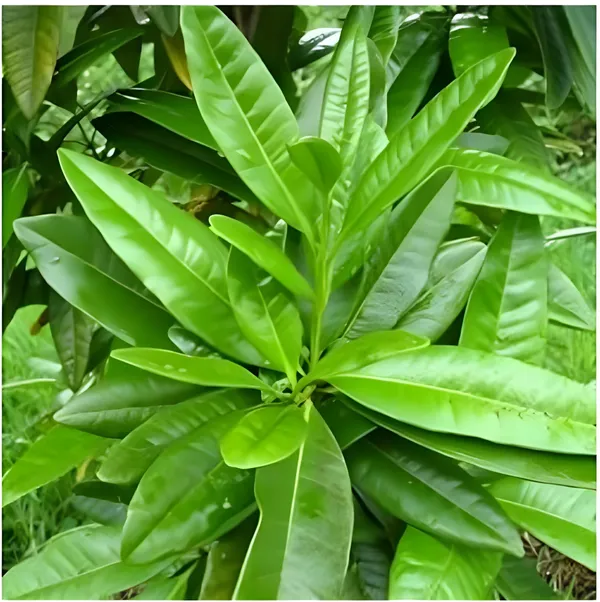 All_Spice_Plant_|_For_Home_Garden