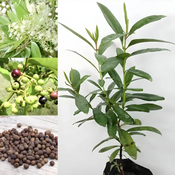 All_Spice_Plant_|_For_Home_Garden