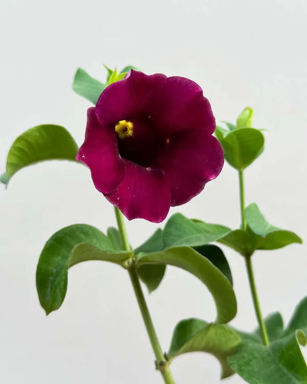Hybrid_Mandevilla_Plant_|_For_Home_Garden