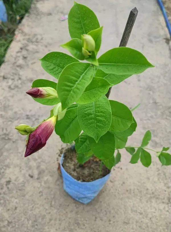 Hybrid_Mandevilla_Plant_|_For_Home_Garden