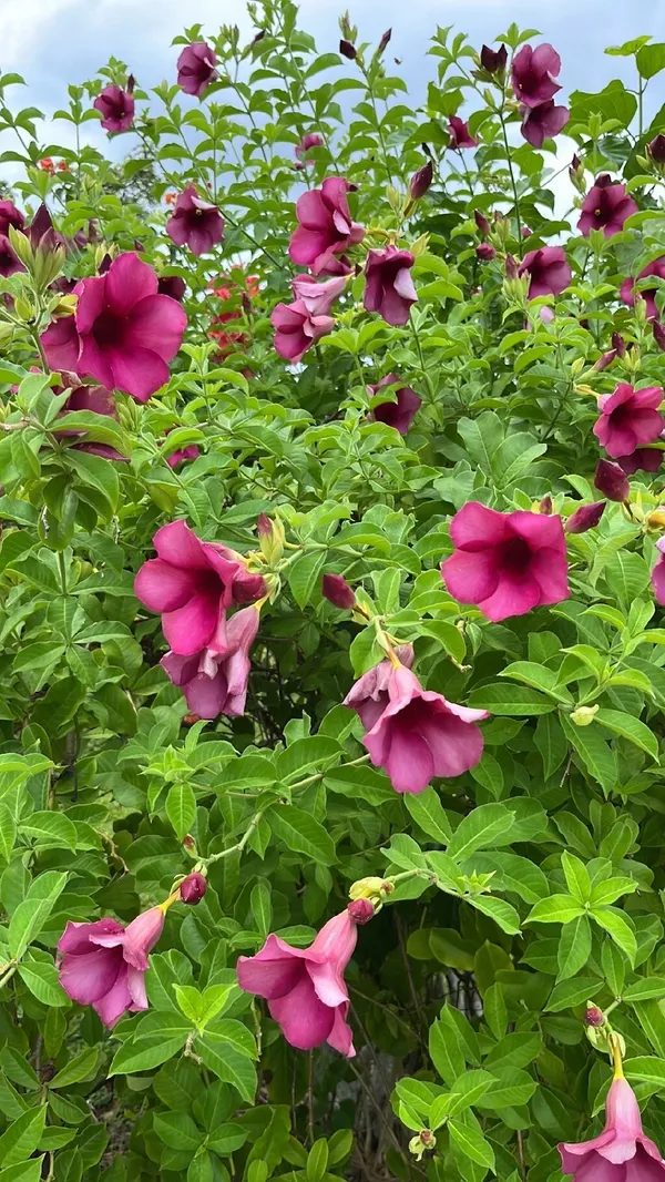 Hybrid_Mandevilla_Plant_|_For_Home_Garden