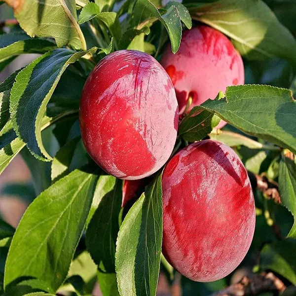 Hybrid_Exotic_Aloo_Bukhara_Plum_Plant_|_For_Home_Garden