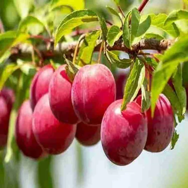 Aloo_Bukhara/_Plum_Plant_(Hybrid)