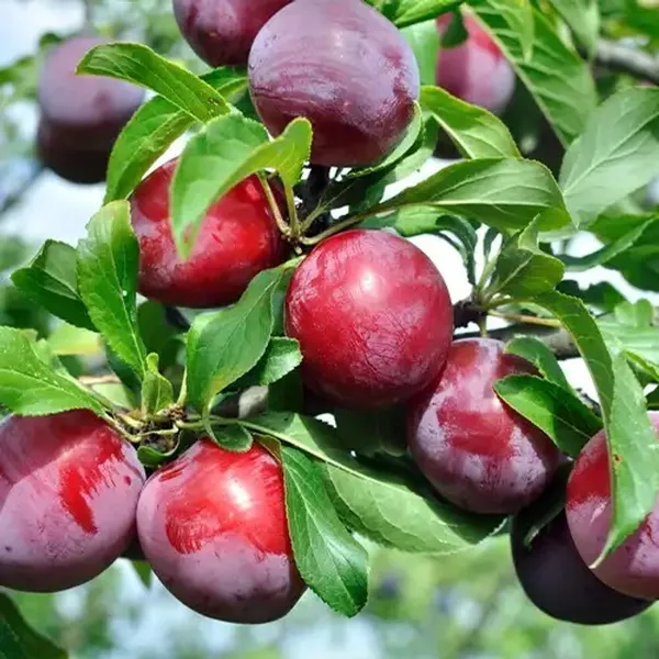 Aloo_Bukhara/_Plum_Plant_(Hybrid)