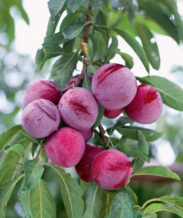Aloo_Bukhara/_Plum_Plant_(Hybrid)