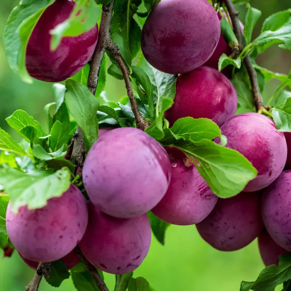Aloo_Bukhara/_Plum_Plant_(Hybrid)