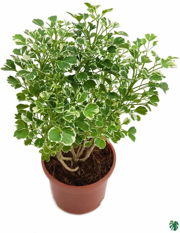 Aralia_Plant_(Hybrid)
