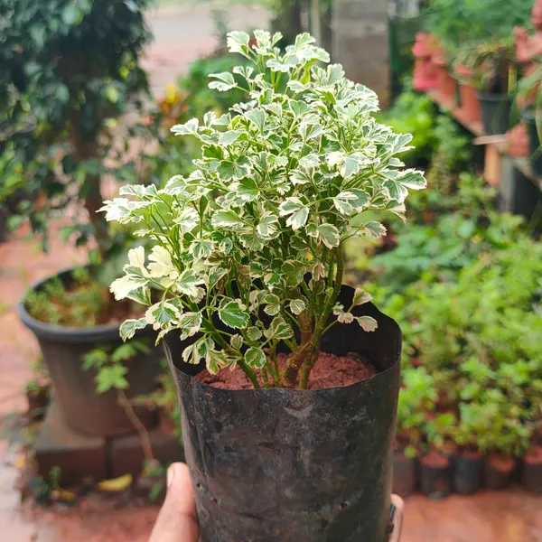 Aralia_Plant_(Hybrid)