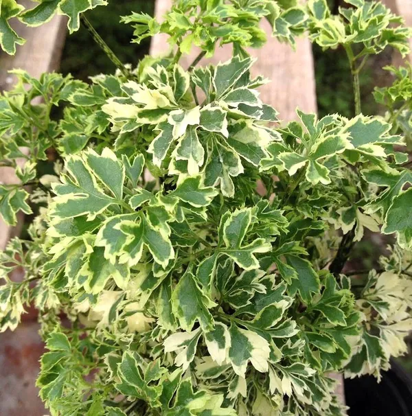 Aralia_Plant_(Hybrid)