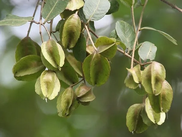 Terminalia/_Arjuna_Plant_(Hybrid)