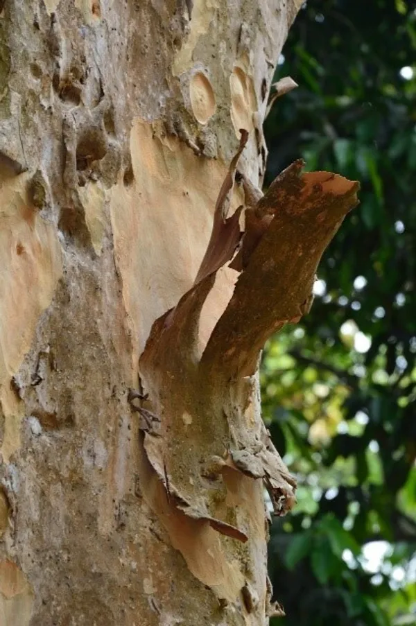 Terminalia/_Arjuna_Plant_(Hybrid)