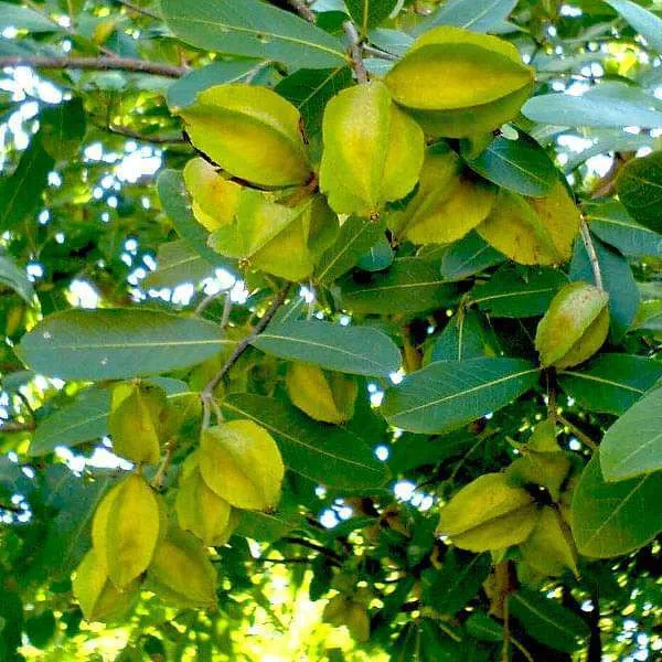 Terminalia/_Arjuna_Plant_(Hybrid)
