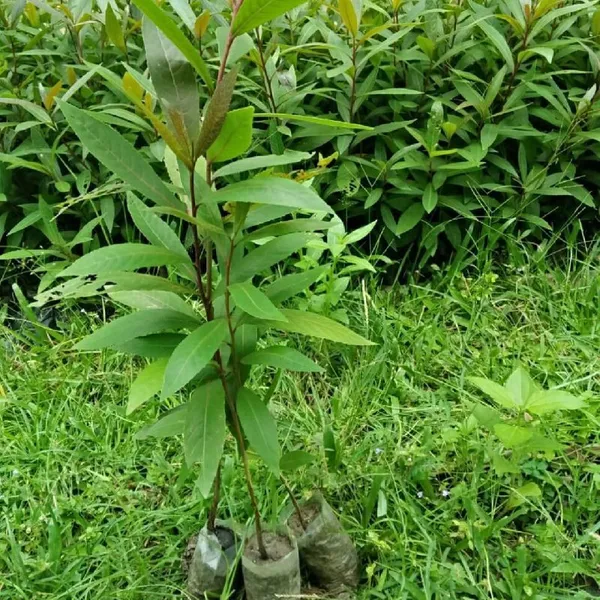 Terminalia/_Arjuna_Plant_(Hybrid)