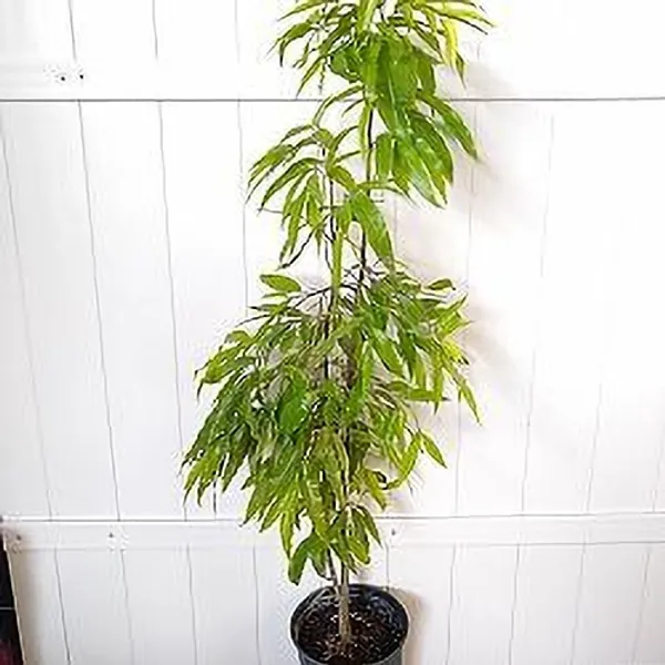 Ashok_Plant_(Hybrid)