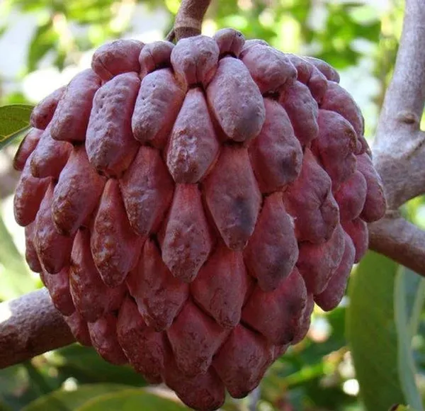 Hybrid_Custard_Apple_Plant_|_For_Home_Garden