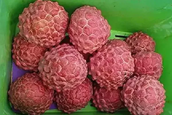Hybrid_Custard_Apple_Plant_|_For_Home_Garden