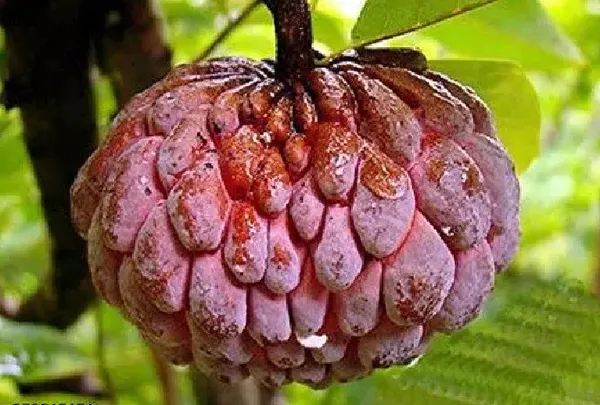 Hybrid_Custard_Apple_Plant_|_For_Home_Garden