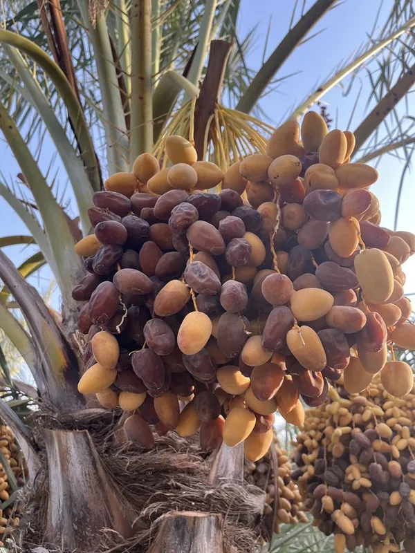 Arabian_Hybrid_Date_Plant