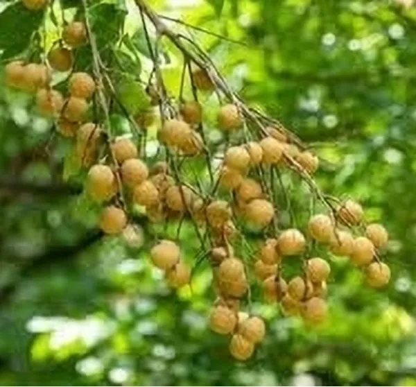 Lonicera_Japonica_(Hybrid)