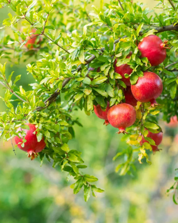 Thai_Pomegranate_All_Time_Baramasi_Plant_&_Tree_(Hybrid)