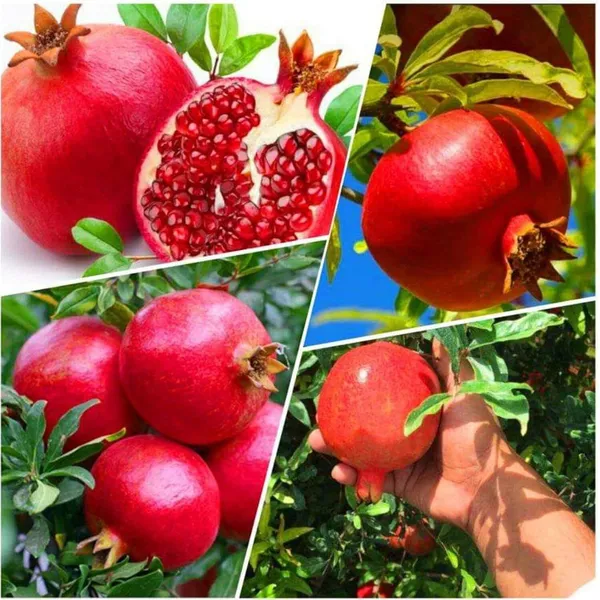 Thai_Pomegranate_All_Time_Baramasi_Plant_&_Tree_(Hybrid)