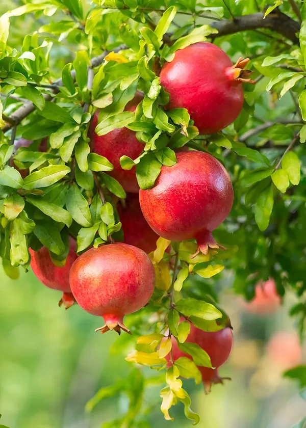 Pomegranate_Plant_(Hybrid)